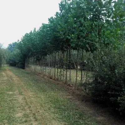 Ingegneria Naturalistica