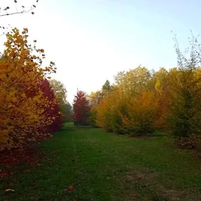 Diserbo ecologico e concimazione naturale