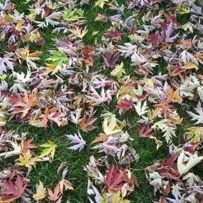 Diserbo ecologico e concimazione naturale